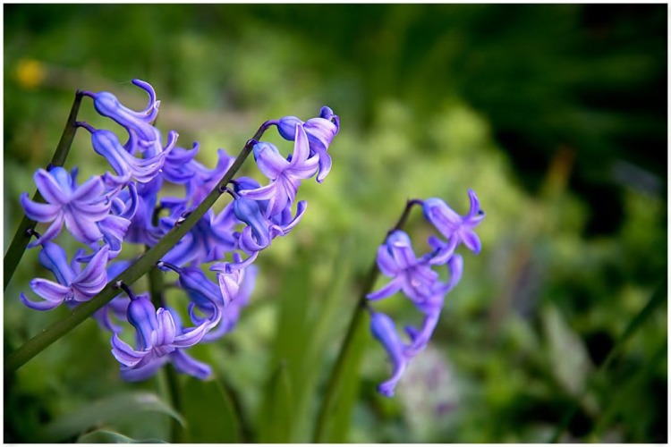 bos-hyacint