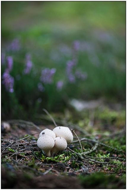 paddenstoelen-erica